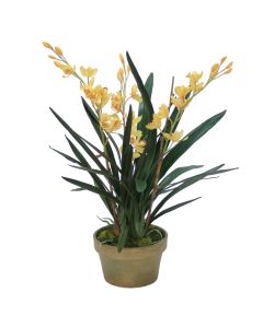 Yellow Cymbidium Orchids in Aged Pot