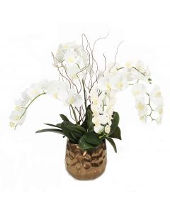 Cream White Phalaenopsis Orchids in Gold Planter