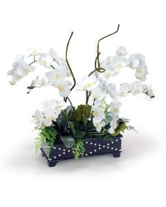 White Phaleanopsis Orchids in Black Box with Silver Accents