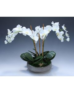 Cream White Phalaenopsis Orchid in Concrete Planter