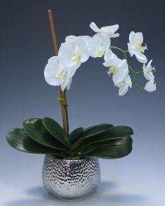 Cream White Phalaenopsis Orchid in Silver Hammered Metal Vase