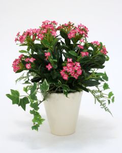Fuchsia Kalanchoe and Ivy Plant in Beige Ceramic
