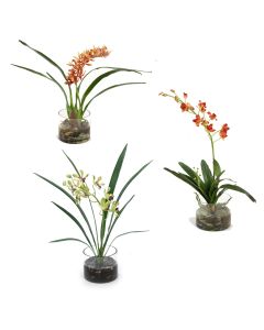Assorted Orchid Plants, Each in Glass Cylinder (Set of 3)