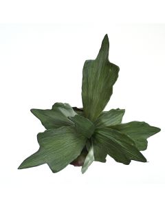 22" Stag Horn Fern Plant (Sold in Multiples of 6)
