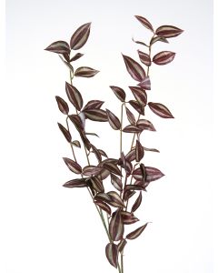 Wandering Jew in Variegated Green and Burgundy (Sold in Multiples of 12)