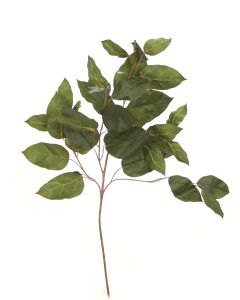 Salal Branch Olive Green (Sold in Multiples of 24)