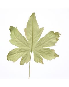 Maple Leaf Pick in Muted Green (Sold in Multiples of 288)