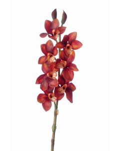 36" Cymbidium Orchid in Rust (Sold in Multiples of 12)