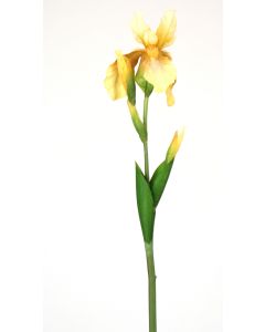 32" Bearded Iris Stem in Light Yellow (Sold in Multiples of 12)