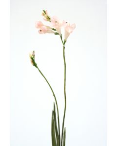 Freesia Spray in Champagne Pink
