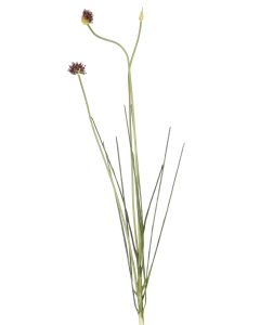 Plastic 36" Allium in Brown Green (Sold in Multiples of 12)