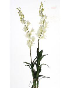 Dendrobium Orchid Plant in White (Sold in Multiples of 4)