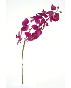 31" Phalaenopsis Stem in Violet