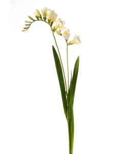 30" Freesia Stem (Sold in Multiples of 12)