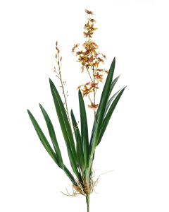 Large Oncidium Stem with Plant in Gold Green (Sold in Multiples of 4)