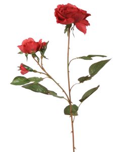 Nun Rose in Cherry Red