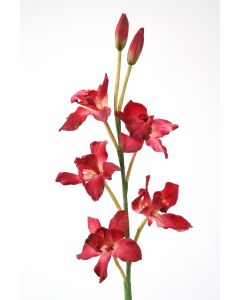 Cymbidium Orchid in Fuchsia Pink