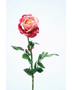 Red Mauve Rose
