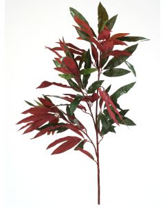 29" Capensia Tree (Sold in Multiples of 12)