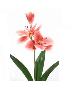 ***Discontinued***  Amaryllis - Claret with Grn