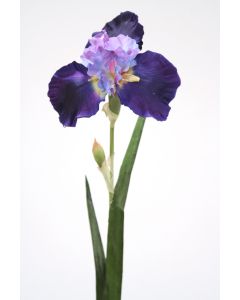 German Irisblue Violet (Sold in Multiples of 12)