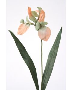 Large Iris Sonia/Celedo