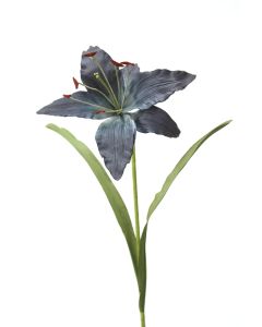 Madonna Lily in Kopen Blue