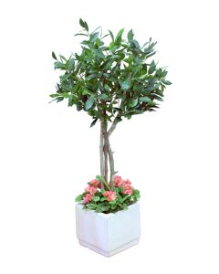 Sweet Bay Laural Tree with Begonia Ground Cover