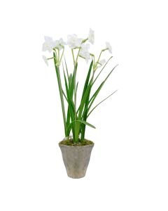 Paperwhites in stone pot 