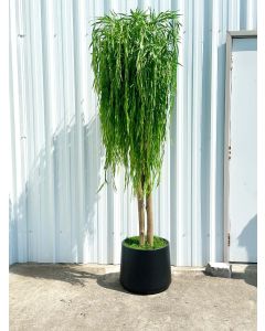 7.5' Weeping Willow in Fiberstone Planter