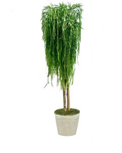 7.5' Weeping Willow in Liner