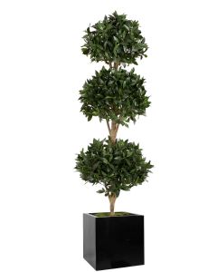 6.5' Sweet Bay Triple Ball Topiary in Black Block Planter