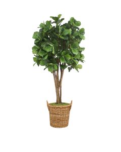 8' Fiddle Leaf Fig Tree in Round Basket with Handles