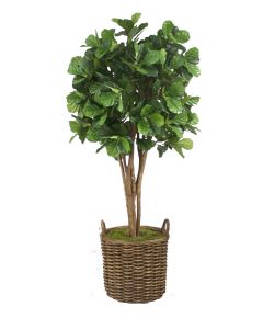 8' Fiddle Leaf Tree in Stained Round Core Rattan Basket with Handles