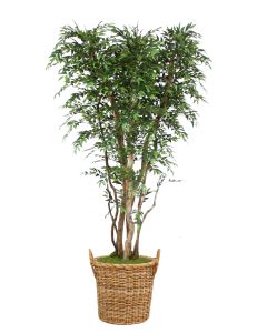 8' Ruscus Tree On Gnarly Trunks in Round Core Rattan Basket with Handles