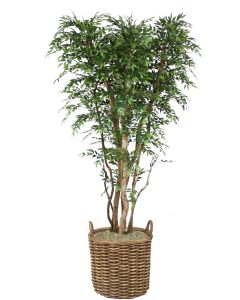 8' Ruscus Tree in Stained Round Core Rattan Basket with Handles