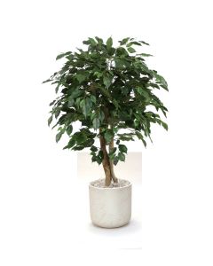 4' Ficus Tree in Grey Stone Charlie Planter
