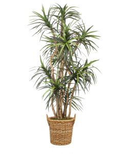8' Dracaena Tree in Natural Round Core Arrorog Rattan Basket with Handles