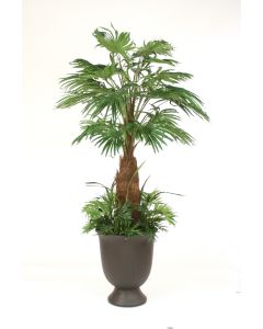 8' Fan Palm with Ground Cover in Black Bean Finish Concrete Container