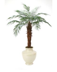 6' Phoenix Palm Tree in Shellish Sand Earthenware Planter