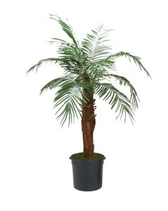 6' Phoenix Palm Tree in Black Plastic Nursery Liner