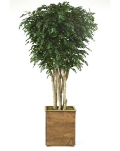 10' Ficus Tree In Tall Stained Wooden Planter