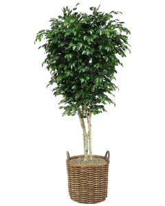 9' Topiary Ficus Tree in Stained Full Core Rattan Basket with Handles