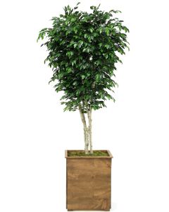 9' Ficus Tree in Tall Square Stained Wood Planter