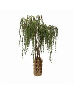 Weeping Pine Tree in Gold Container with No Lights