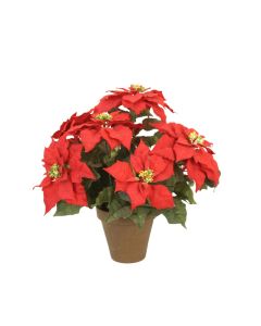 Red Poinsettia Plant in Planter