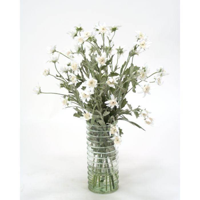 Waterlook White Edelweiss In Green Ribbed Glass Vase