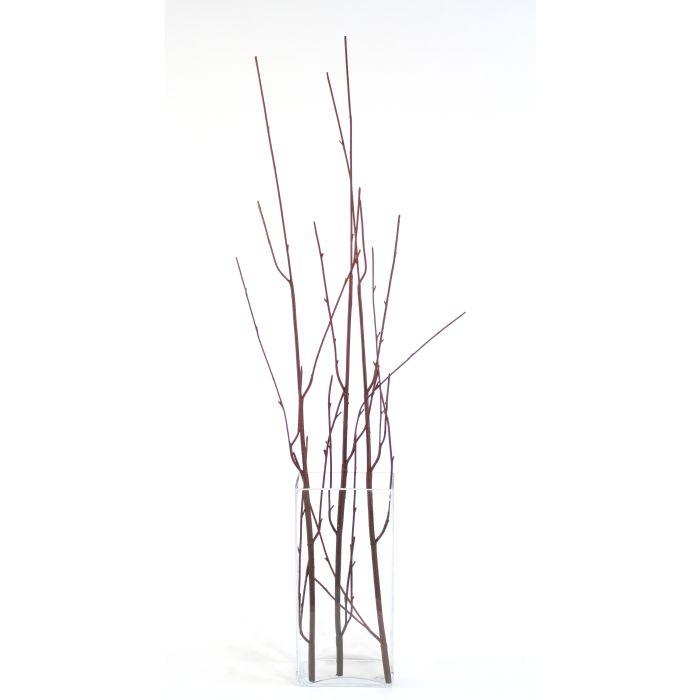 Brown curly willow branches