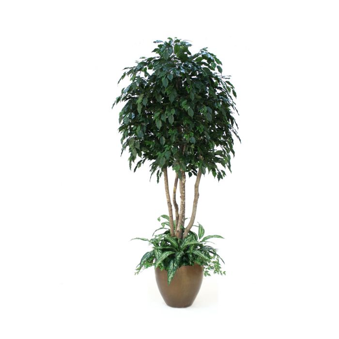 8 Ficus Tree With Ground Cover In Metallic Bronze Modern Stoneware Planter Distinctive Designs