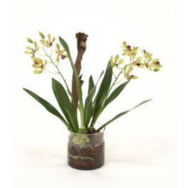 Waterlook® Amethyst Green Vanda Orchid with Plant in Glass Cylinder ...